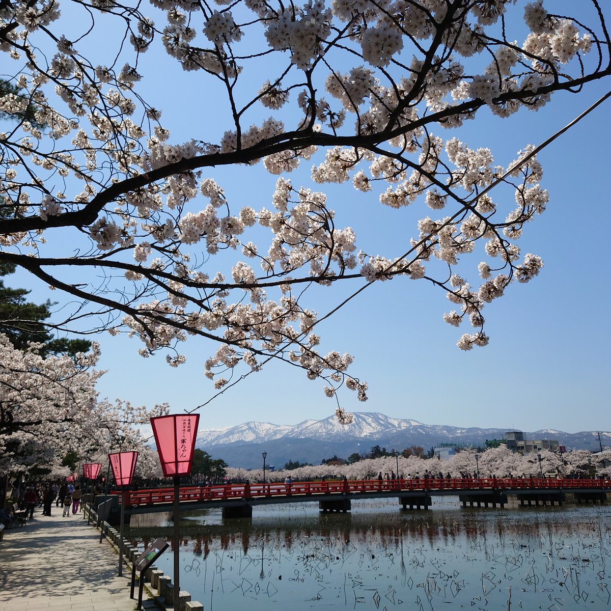 bansoko99's tweet photo. 数十年ぶりに高田城址公園でお花見🌸🌸🌸　ポッポ焼きの屋台は大行列で諦めたけど、満開の桜が見れて良かったなぁ( ´∀｀)

#高田城址公園　
#ちいかわ　
#ぬい撮り https://t.co/tPwUH7s0CN