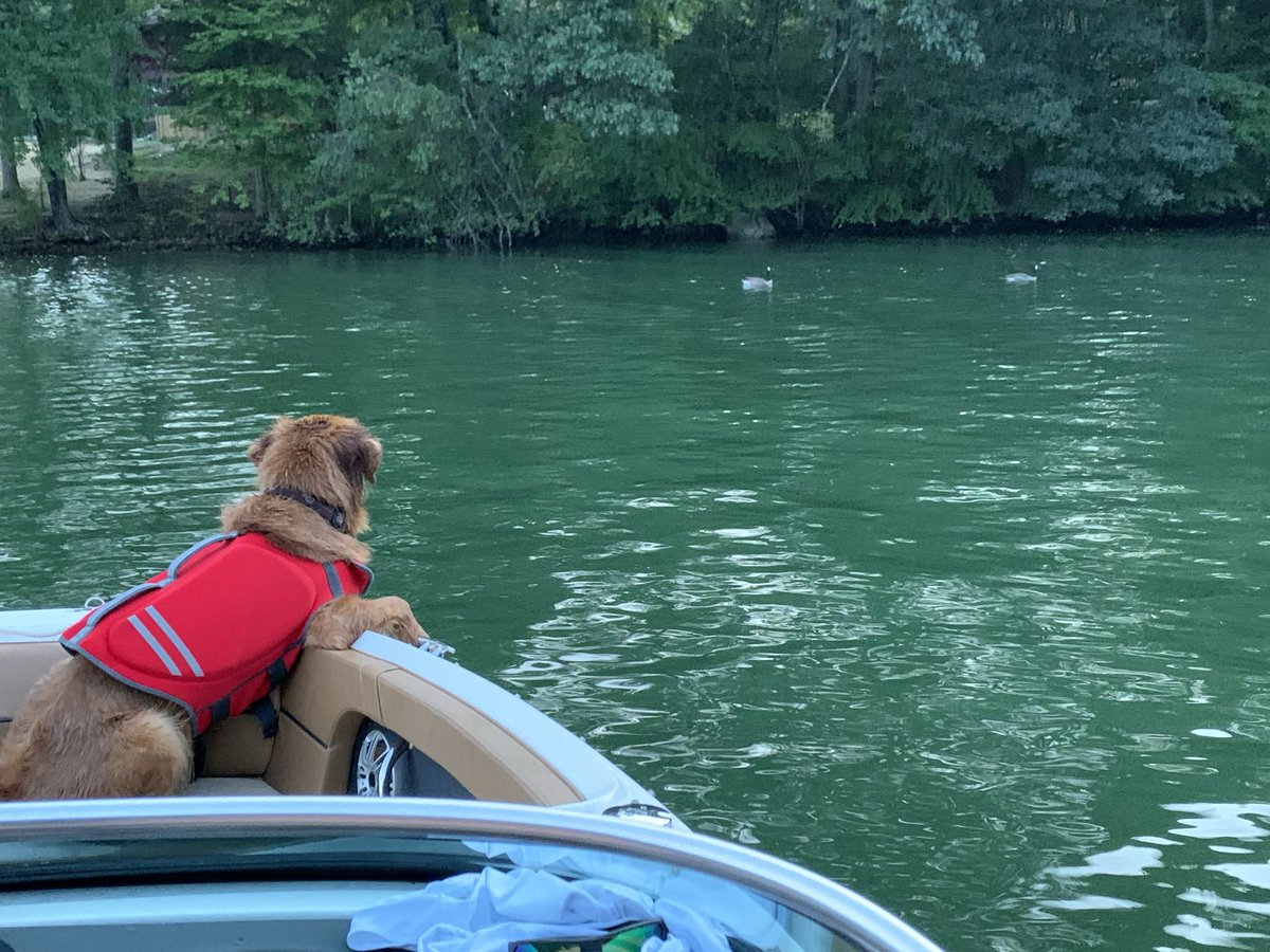 OakleytheGolden's tweet photo. Dreaming of summer…
#DogsofTwittter 
#SundayFunday 
#GoldenRetrievers https://t.co/fQWAB4CJ1R