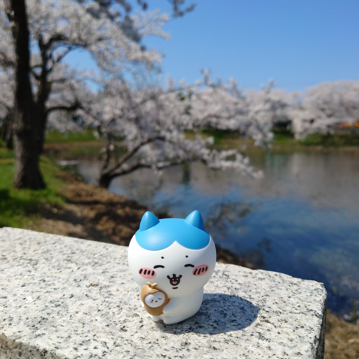 bansoko99's tweet photo. 数十年ぶりに高田城址公園でお花見🌸🌸🌸　ポッポ焼きの屋台は大行列で諦めたけど、満開の桜が見れて良かったなぁ( ´∀｀)

#高田城址公園　
#ちいかわ　
#ぬい撮り https://t.co/tPwUH7s0CN