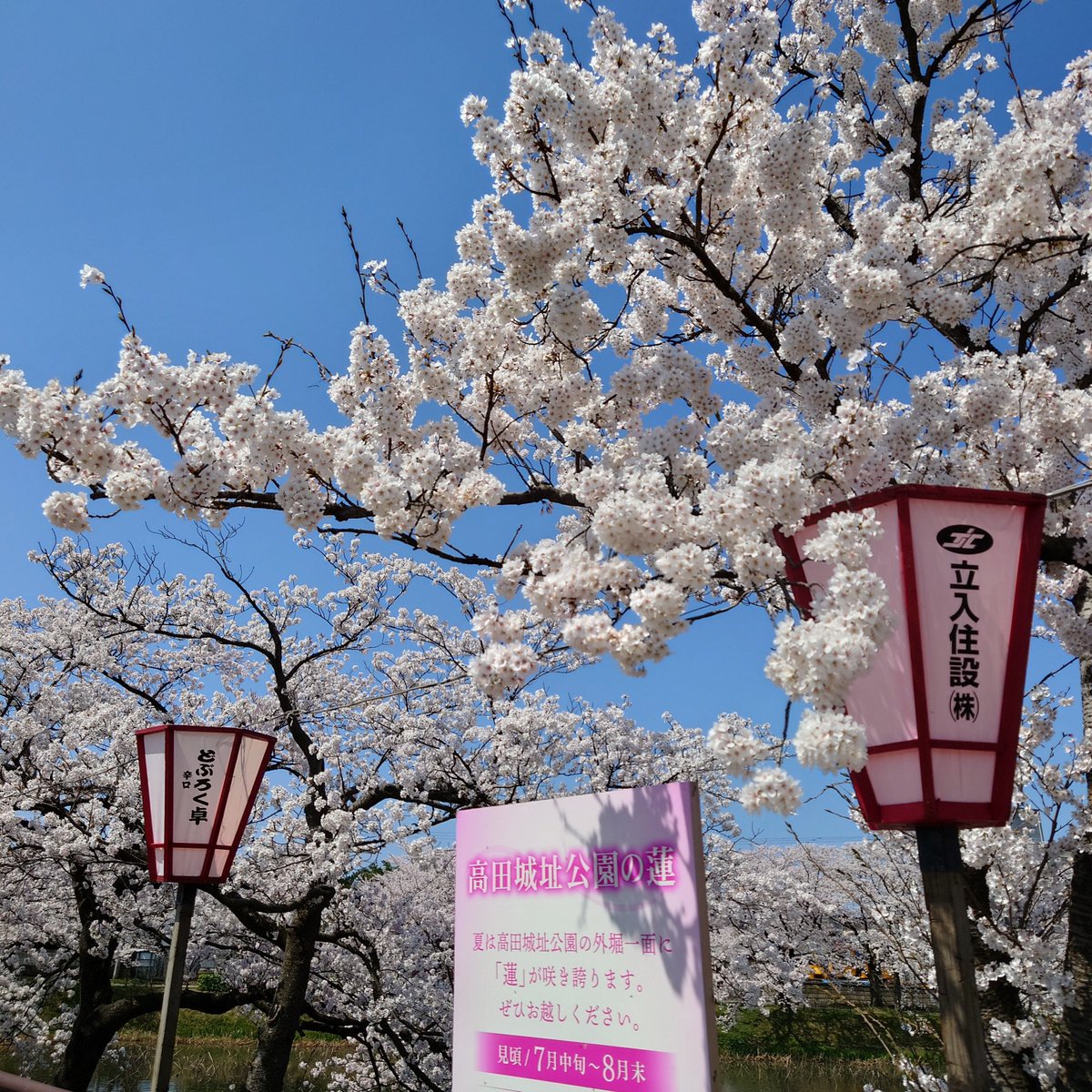 bansoko99's tweet photo. 数十年ぶりに高田城址公園でお花見🌸🌸🌸　ポッポ焼きの屋台は大行列で諦めたけど、満開の桜が見れて良かったなぁ( ´∀｀)

#高田城址公園　
#ちいかわ　
#ぬい撮り https://t.co/tPwUH7s0CN