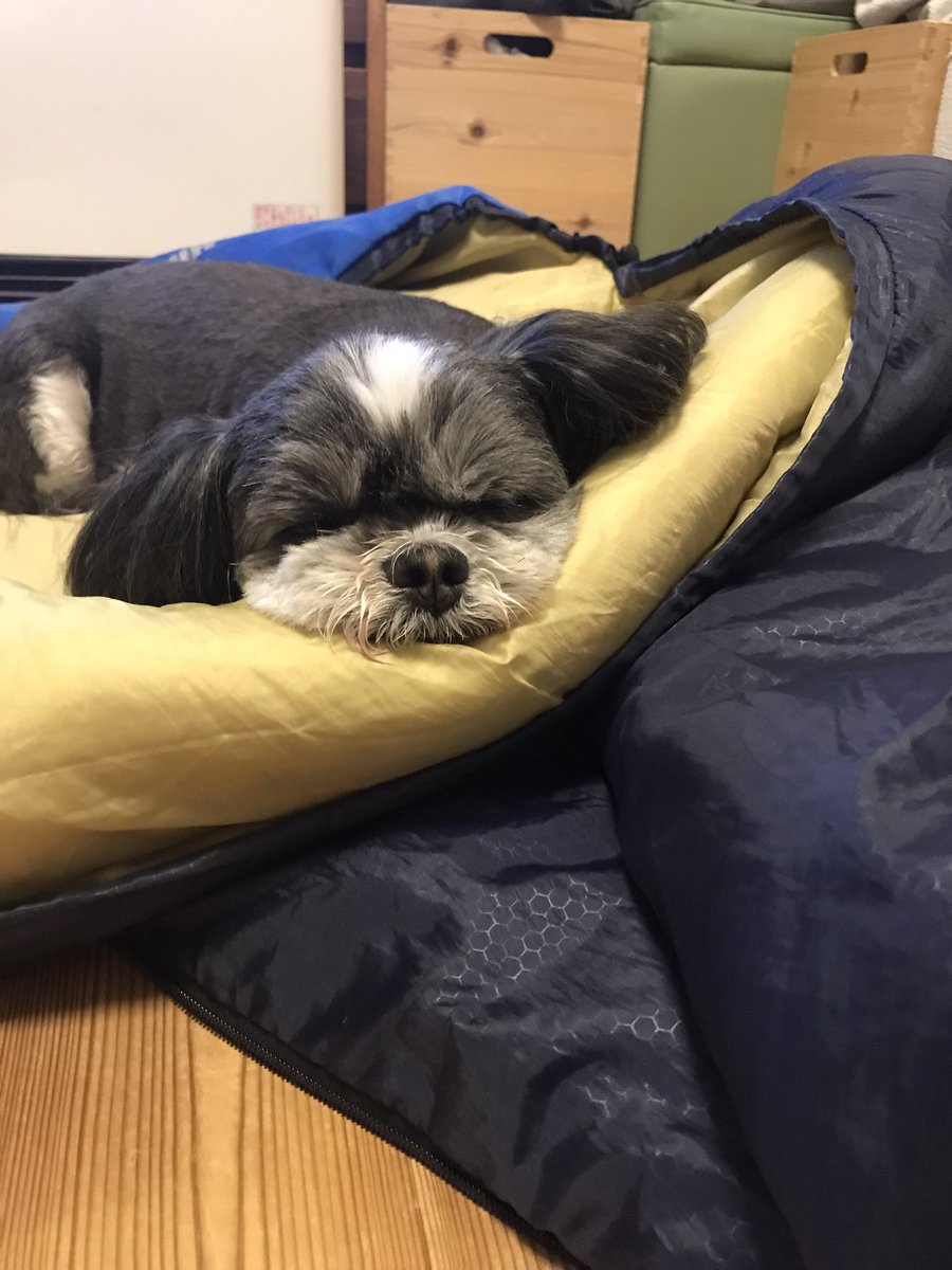 hitricco's tweet photo. おやすみソナ💤
#イマソナ
#シーズー
#シーズーの日 https://t.co/zqexnxHZmH