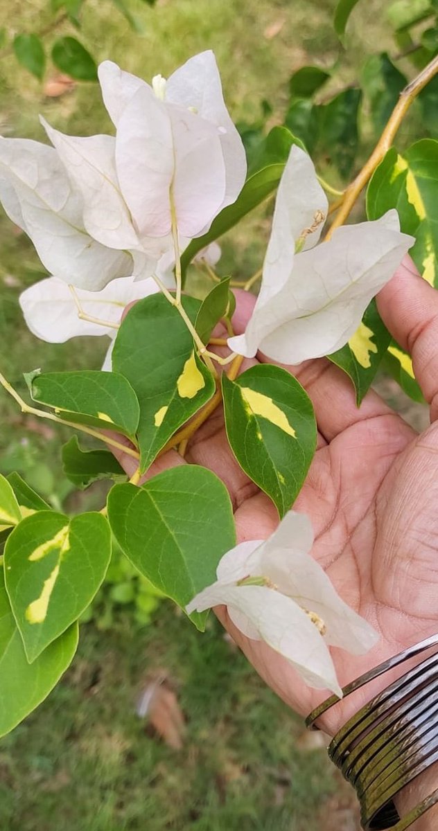 Madhumathi_Inks's tweet photo. 🍃 💛 💗 🤍 🍃
"The Earth laughs in flowers"
~Emerson
💐
#EternalLoveForNature
#naturelovers #Nature #Flowers #Chennai #ChennaiVibes #Spring #photography #LanguageOfColors #Bougainvillea https://t.co/CmnaxQhNIg
