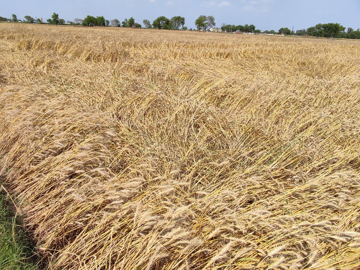 NavNaveen702701's tweet photo. "The recent rainfall has once again highlighted the vulnerabilities of our agriculture sector and the urgent need for climate-resilient farming practices. Let's support our farmers and push for change. #ClimateResilientFarming #WeatherAgricultureFarmers" https://t.co/oJPIUacKiQ