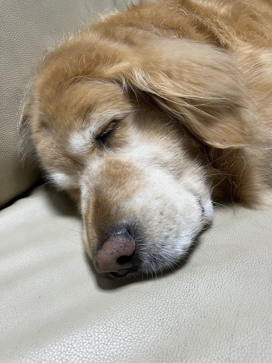 wander__pet's tweet photo. 遊ぼうよ　攻撃をかわし
やっと　すやすやタイムを手に入れた
バヴ副店長です🐶💤

気持ちよさそうに寝ています🤣 https://t.co/DNLaJbFrgl