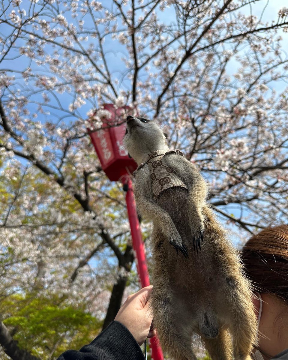 yu_vell30's tweet photo. 桜も似合うロイ君🌸 https://t.co/jkVFhXbE3l