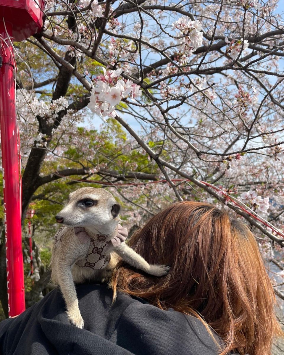 yu_vell30's tweet photo. 桜も似合うロイ君🌸 https://t.co/jkVFhXbE3l