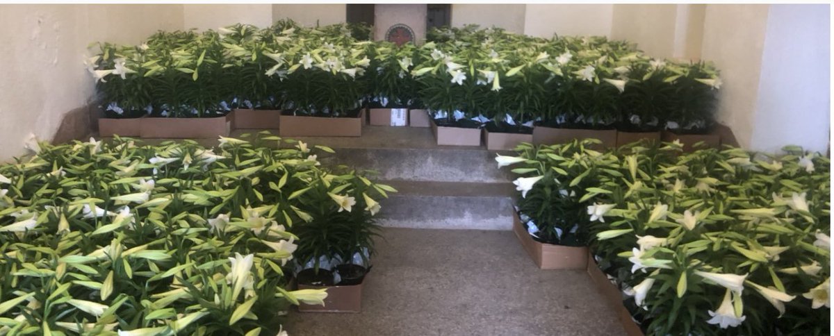 gardenguild's tweet image. FMGG's Easter Lily Sale - $12 each                                     
Pickup for Pre-Order &amp;amp; Same Day Purchase               
Sun. 4/2/23 from 10 am-3 pm at Portiuncula Chapel 
Franciscan Monastery - 1400 Quincy Street NE