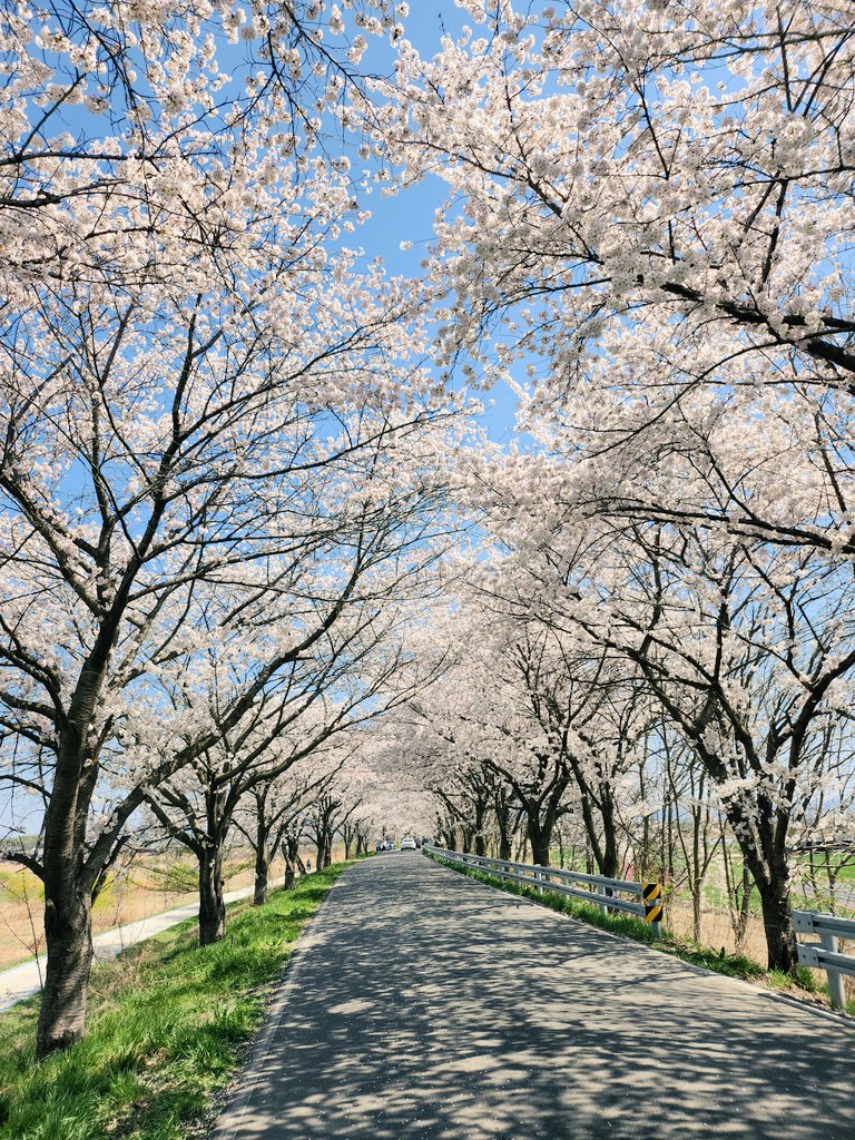 GAMP_KOR's tweet photo. 만경강변 벚꽃길 밤에는 사람도 없고 한적하네 https://t.co/fqVBWVnuqq