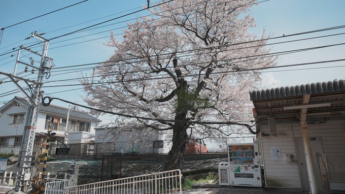 今年も中二恋の舞台に春が来ました！いつもの駅といつもの公園をふらっと回ってきました。桜も満開で天気も良くて気持ち良かった