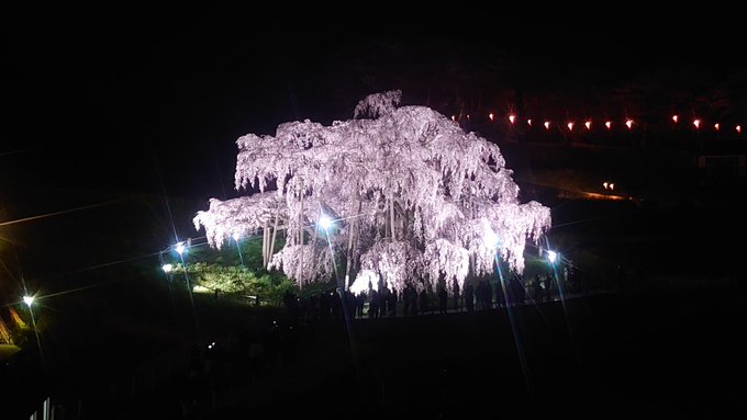 ほとんどの人が昼間の桜🌸を揚げてるので、某は夜桜を揚げていくスタイルで桜をお届けしよう。ココは福島県田村郡三春町。今年も