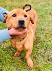Tiervermittlung's tweet photo. 🆘Wer kann helfen? 
😢 Dieser kleine Rüde braucht dringend Hilfe 🙏
Hier gibts weitere Infos⬇️⬇️⬇️. Bitte lesen..

https://t.co/GjfdgUR3zv

#AdoptDontBuy #Hund #Hilfe #Rettung #savelife #animalrescue #Tierheim #hunde https://t.co/y5KY14y2tZ