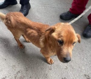 Tiervermittlung's tweet photo. 🆘Wer kann helfen? 
😢 Dieser kleine Rüde braucht dringend Hilfe 🙏
Hier gibts weitere Infos⬇️⬇️⬇️. Bitte lesen..

https://t.co/GjfdgUR3zv

#AdoptDontBuy #Hund #Hilfe #Rettung #savelife #animalrescue #Tierheim #hunde https://t.co/y5KY14y2tZ