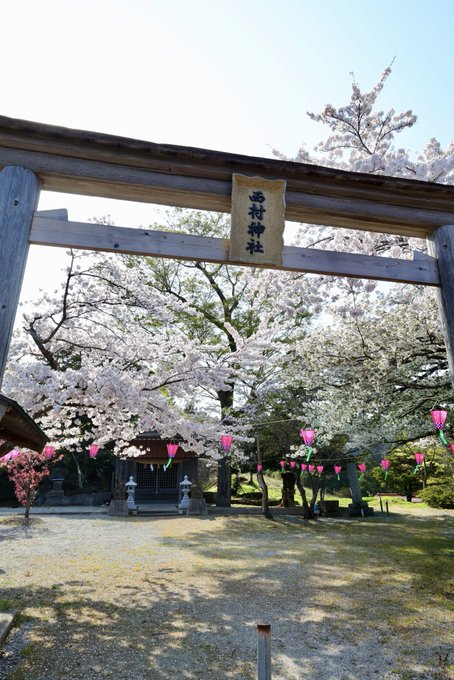 西村神社も桜満開ですぼんぼりも付いて夜桜も綺麗そうです#隠岐 #離島 #風景 #桜のある風景 #神社の桜 #ぼんぼり #