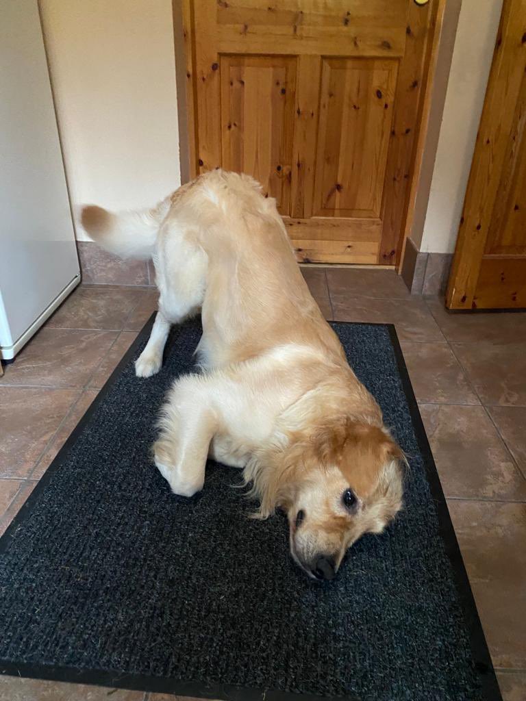 Hey, I was told I would love the benefits of this early morning yoga but, as of yet, not one extra doggie biscuit, not one. Justice denied <a href="/dog_feelings/">Thoughts of Dog</a> <a href="/dog_rates/">WeRateDogs</a> <a href="/SpikeyGolden/">Spikey_the Golden</a> <a href="/GoldenGeorgeous/">Gorgeous George</a> <a href="/duncangoldenpup/">Duncan the Golden Retriever</a>