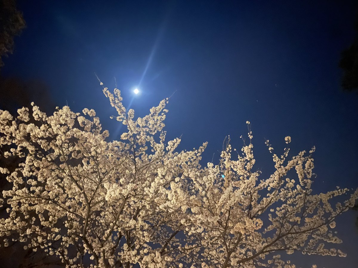 v_vp23's tweet photo. 日本３大夜桜‼️ https://t.co/5pt9WR4sBf