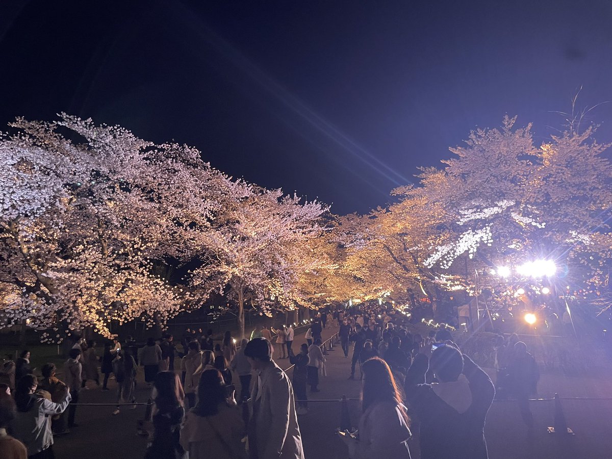 v_vp23's tweet photo. 日本３大夜桜‼️ https://t.co/5pt9WR4sBf