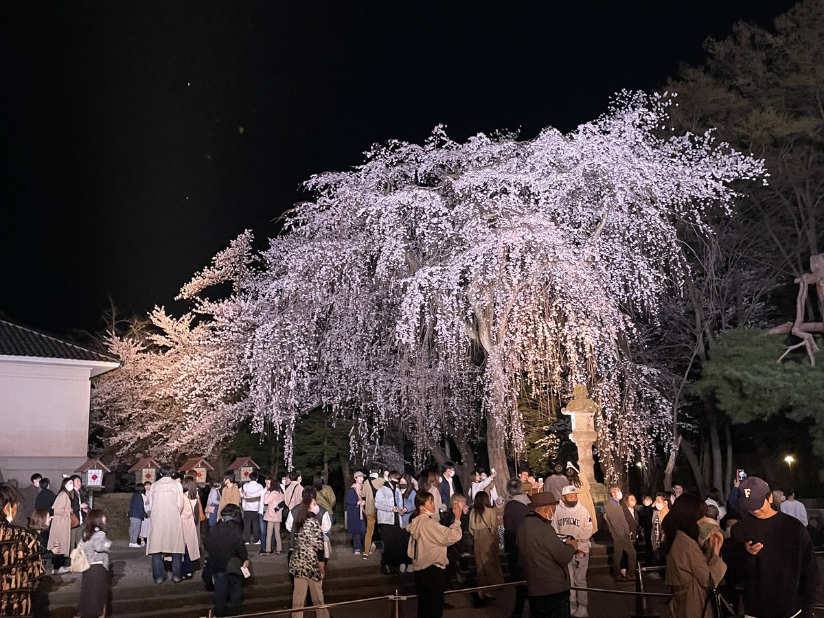 v_vp23's tweet photo. 日本３大夜桜‼️ https://t.co/5pt9WR4sBf