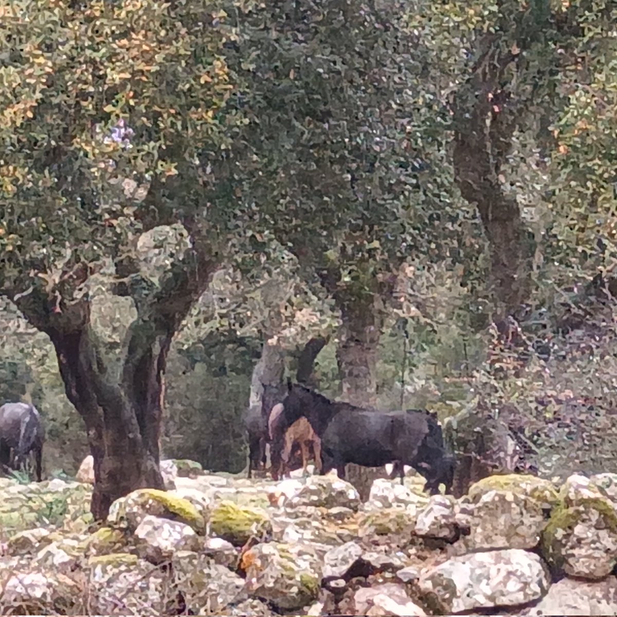 AnnaOrr15's tweet photo. Cavallini della Giara.Tuili
#Giara
#marmilla https://t.co/qWnBSZswzT