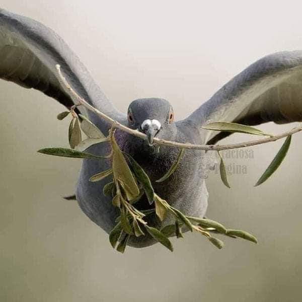 VeraPoeta's tweet photo. @rosebird59 A paz não pode reinar entre os homens, se antes não reinar no coração de cada um deles!
Bom domingo de Ramos!
#IBVC #DomingoDeRamos2023 .
Bom Dia Flor 🌷 https://t.co/LM2QaGL7e1
