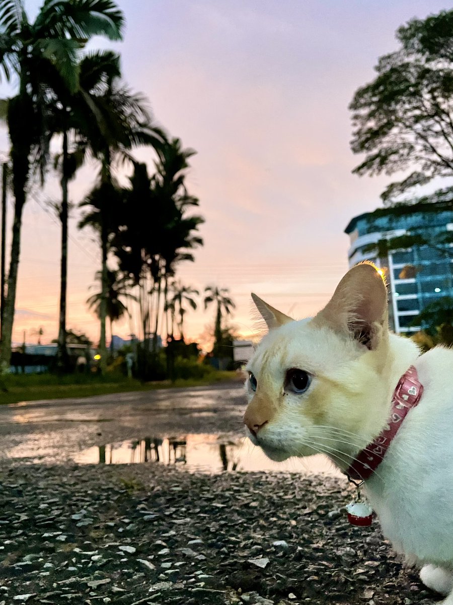 After the storm #chaarlycc #catloversclub