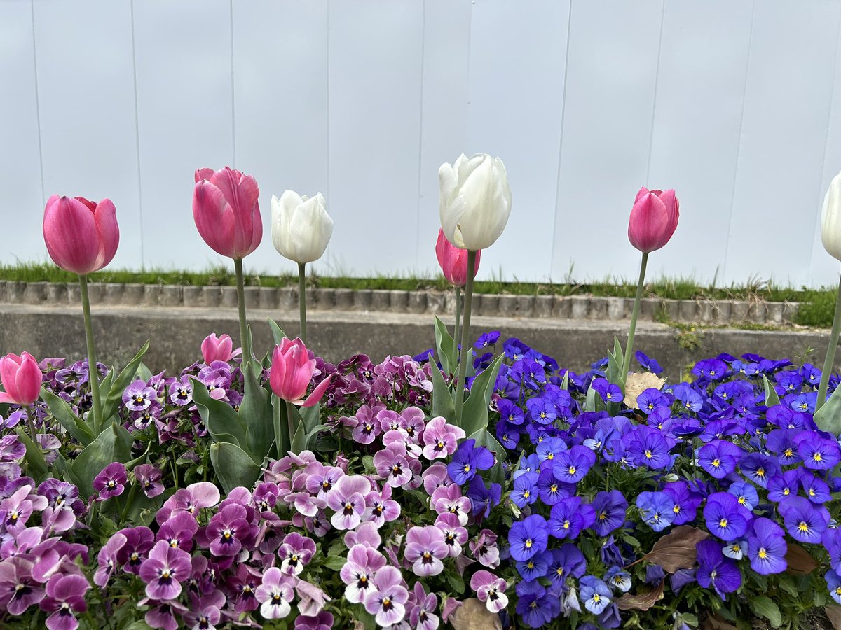 cha__man's tweet photo. お花見🌸🍡 https://t.co/qE4JSNyoPm