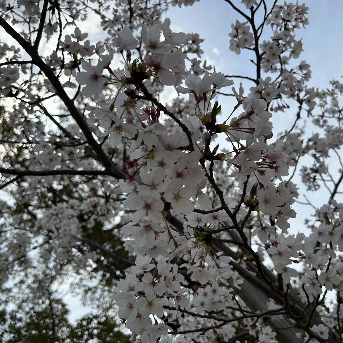 cha__man's tweet photo. お花見🌸🍡 https://t.co/qE4JSNyoPm