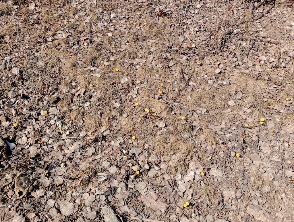 En kort promenad i solen #tussilago #vår