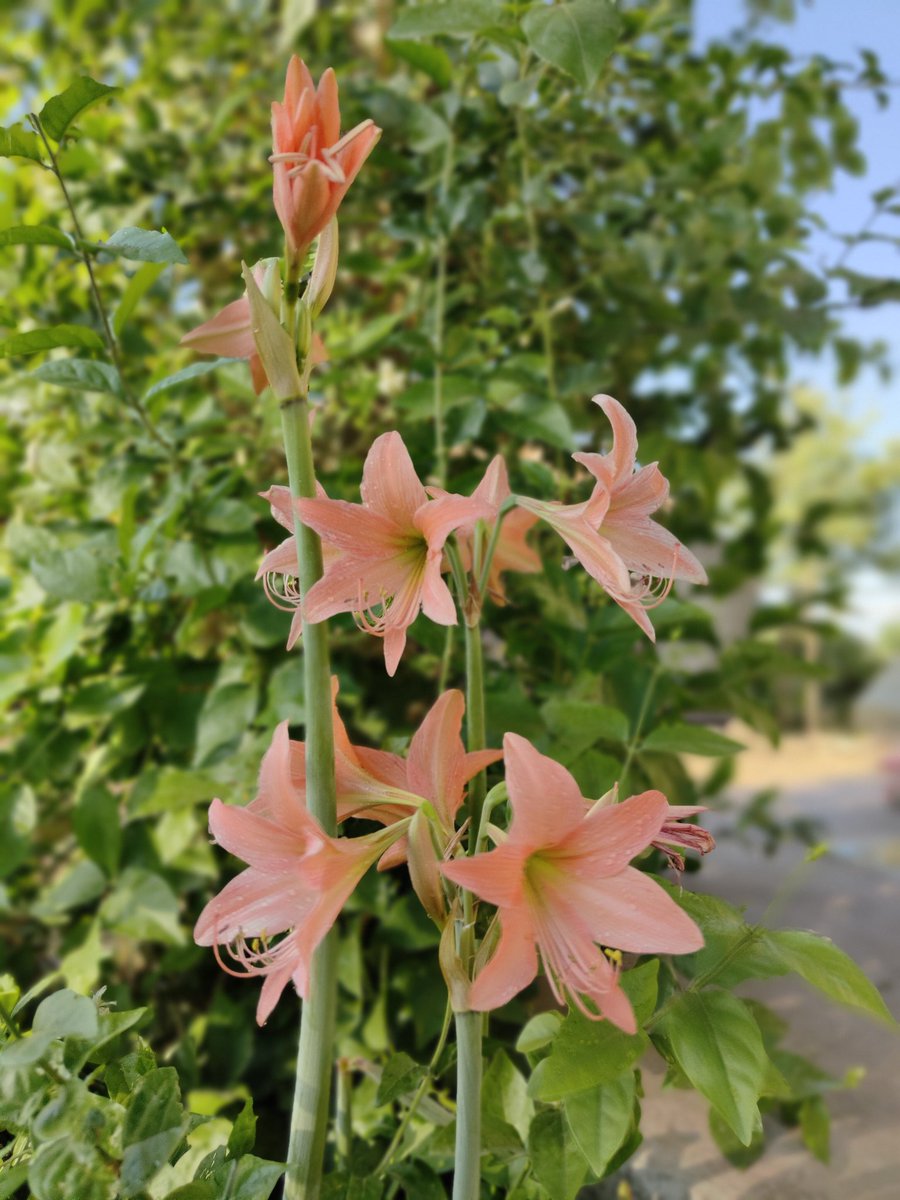 Aniruddha_8888's tweet image. shot on #oneplus9rt