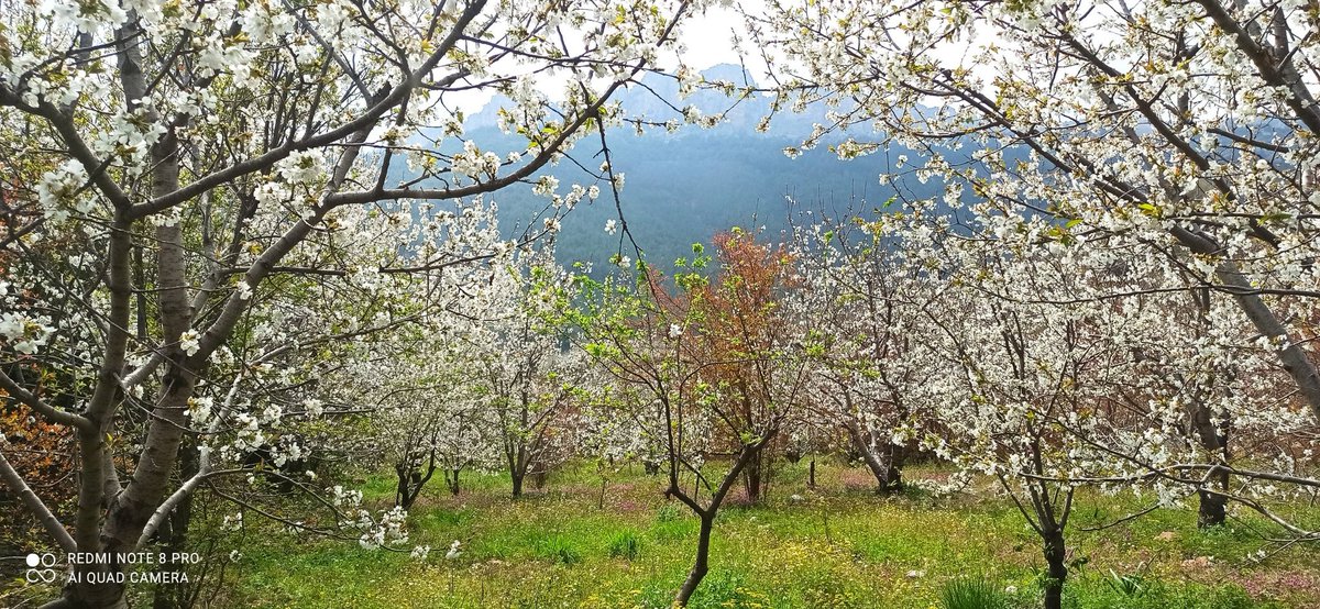 Bahar gelmiş yaylasına memleketimin 🙏🧿