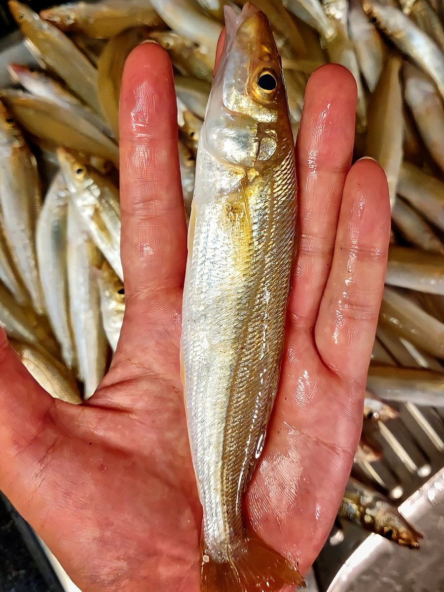 Visit Udupi on Twitter: 