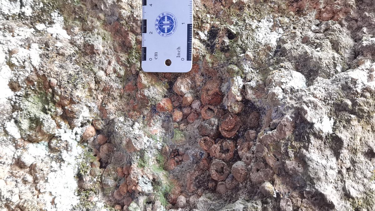 adelanyaying's tweet image. See these interesting blobs of magma (glass) in an rhyolitic pyroclatic flow. What are they possibly indicating?
#rhyloite #volcanicrock #pyroclasticflow