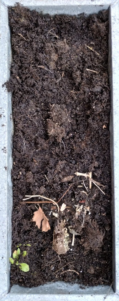 FamilyHubFY8's tweet photo. We have planted our seeded paper today -courtesy of @RedWellyWearer
Now to watch them grow 🌷🌸🌹🌺🌻 https://t.co/t6WtuyET1K