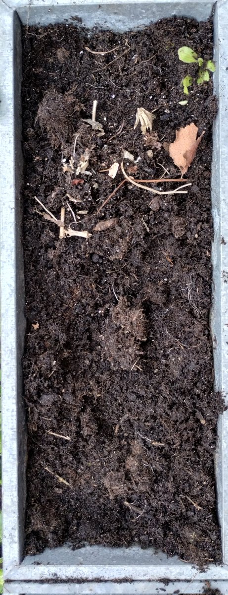 FamilyHubFY8's tweet photo. We have planted our seeded paper today -courtesy of @RedWellyWearer
Now to watch them grow 🌷🌸🌹🌺🌻 https://t.co/t6WtuyET1K