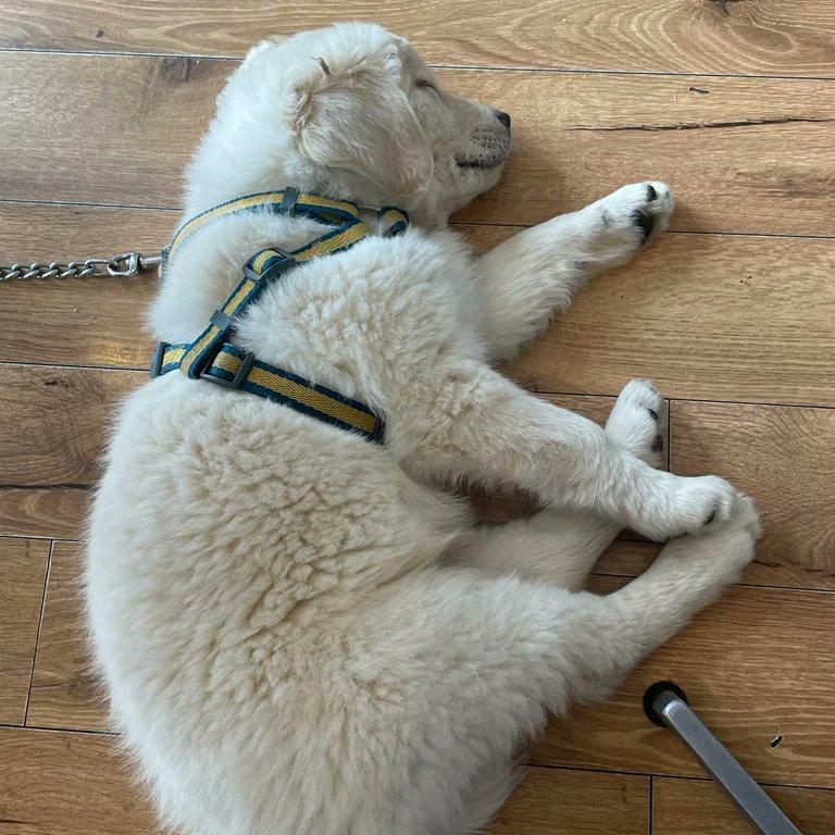 A week of having this bundle of fluff today. Shes the best #Dolly