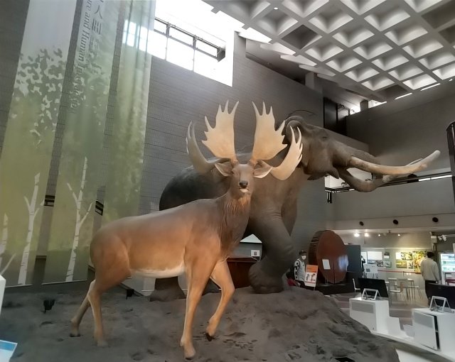 あと自然史博物館の常設展の方も見てきたよ!ここ小さい頃しょっちゅう来てたんだけど大人になってからはご無沙汰だったんですが、今回久々に来たらやっぱりめっちゃ面白かった!でっかい骨格標本テンション上がるーッ!! 