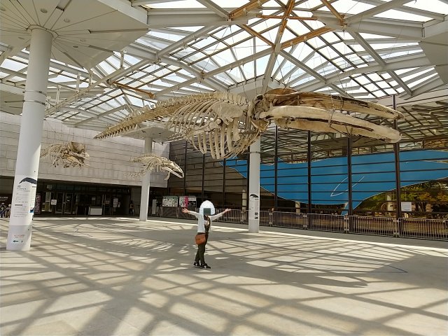 あと自然史博物館の常設展の方も見てきたよ!ここ小さい頃しょっちゅう来てたんだけど大人になってからはご無沙汰だったんですが、今回久々に来たらやっぱりめっちゃ面白かった!でっかい骨格標本テンション上がるーッ!! 