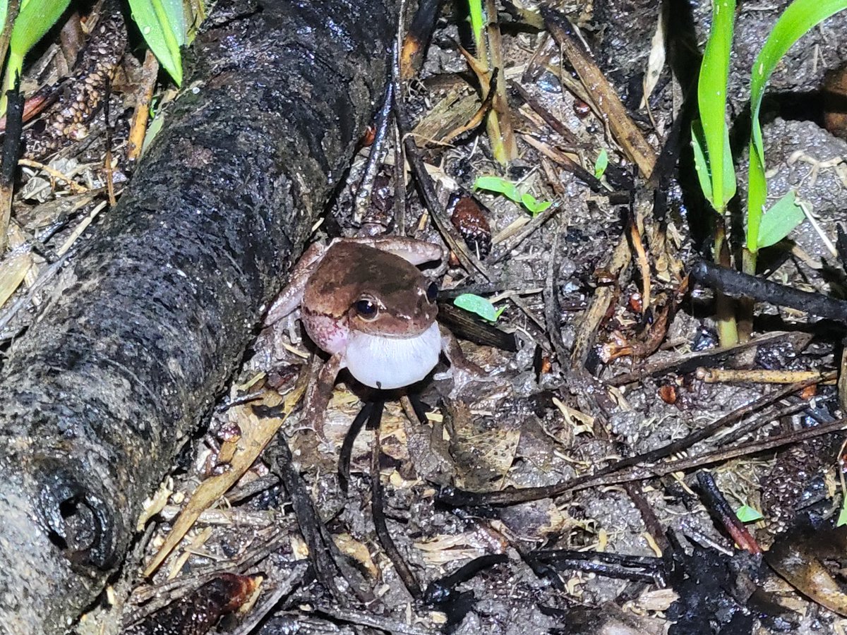 Lisa Barrow tweet media