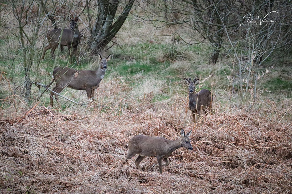 Group of four roe deer on the West Yorkshire Moors yesterday evening - beautiful to watch! 
#roedeer #wildlifephotography #BBCWildlifePOTD #rspb_love_nature #yorkshirewildlife #ukwildlife #wildisles #bbcwildisles #saveourwildisles