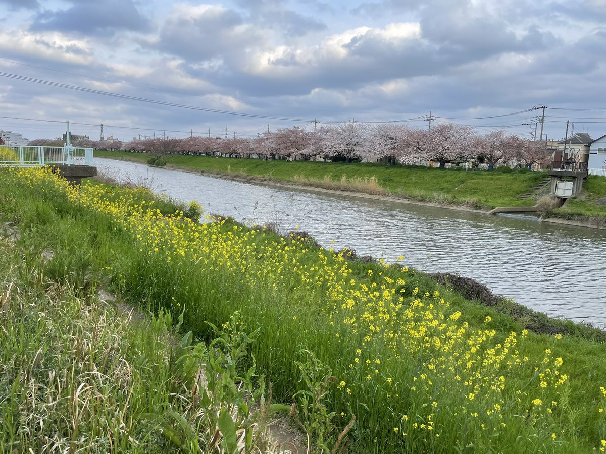 ikeikeJAPANESE's tweet photo. 去り行く春を追いかけて！
草加まで！今日の綾瀬川沿の桜と菜の花！
#草加　#綾瀬川　#桜　#菜の花  #土筆 https://t.co/LHvYQKdifF