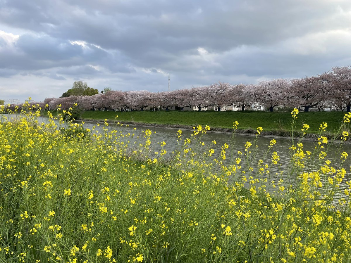 ikeikeJAPANESE's tweet photo. 去り行く春を追いかけて！
草加まで！今日の綾瀬川沿の桜と菜の花！
#草加　#綾瀬川　#桜　#菜の花  #土筆 https://t.co/LHvYQKdifF