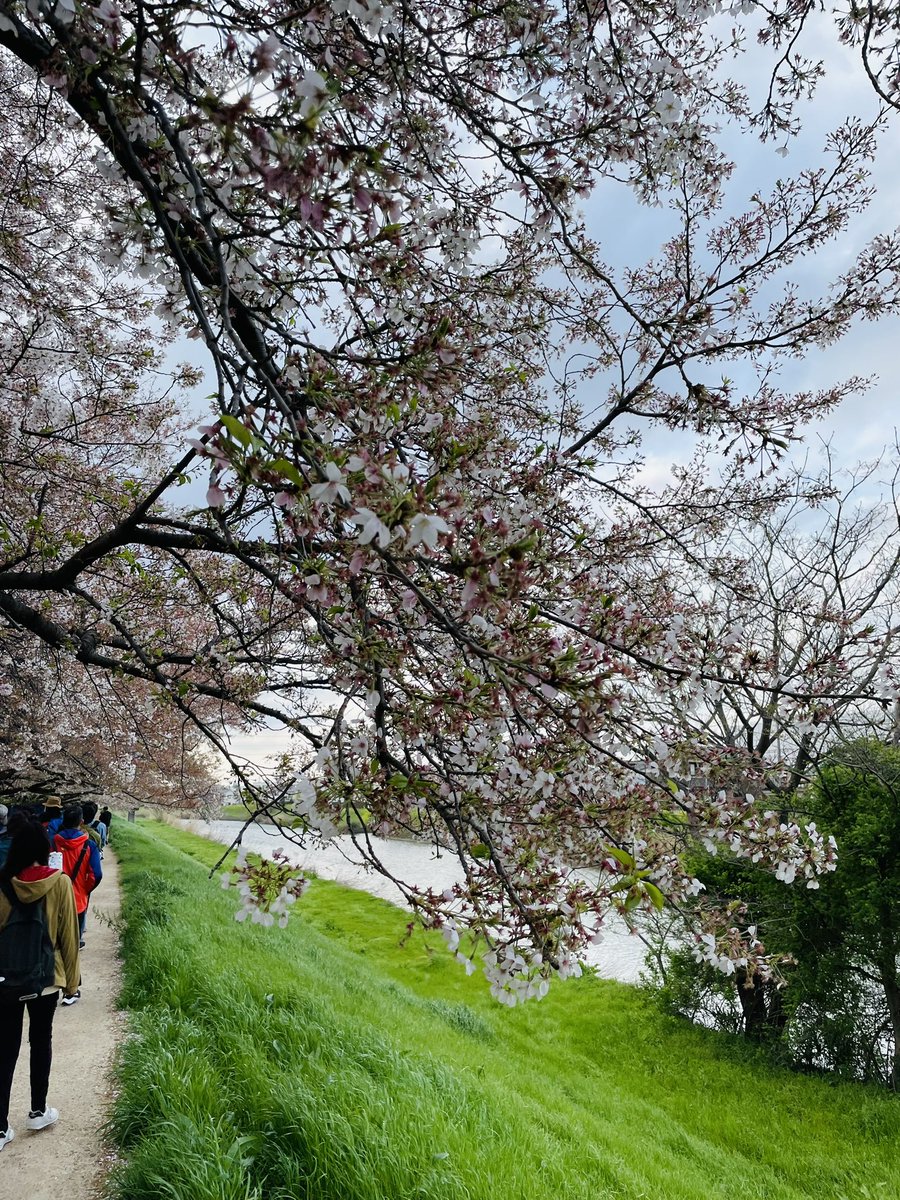ikeikeJAPANESE's tweet photo. 去り行く春を追いかけて！
草加まで！今日の綾瀬川沿の桜と菜の花！
#草加　#綾瀬川　#桜　#菜の花  #土筆 https://t.co/LHvYQKdifF