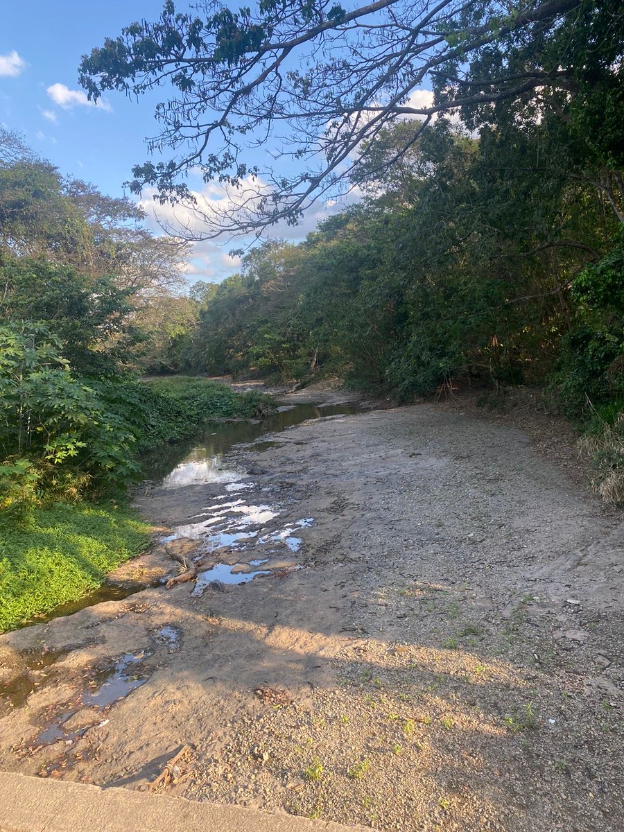 Río Inoa. Prácticamente seco debido a la deforestación de su cuenca,la ganadería de montaña está afectando peligrosamente la producción de agua en nuestras montañas. Foto cortesía de ⁦<a href="/SilvinoPichardo/">Silvino Pichardo</a>⁩ ⁦.  <a href="/PlanSierra/">Plan Sierra</a>⁩ ⁦⁦@ambienterd⁩ ⁦<a href="/AgriculturaRD/">Ministerio de Agricultura RD</a>⁩