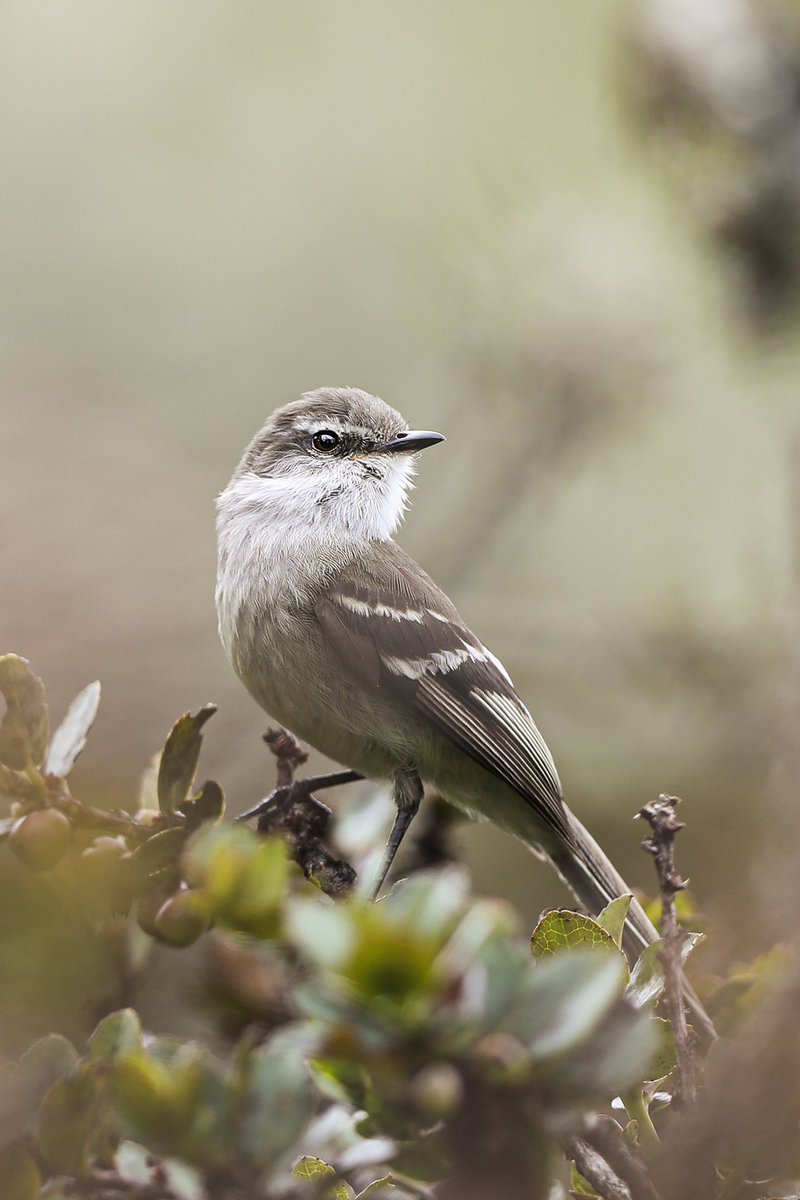 JohnQuinteroMFC's tweet photo. Un amigo muy común, pero el momento merecía una foto. 
Mecocerculus leucophrys https://t.co/t3zropf1mH