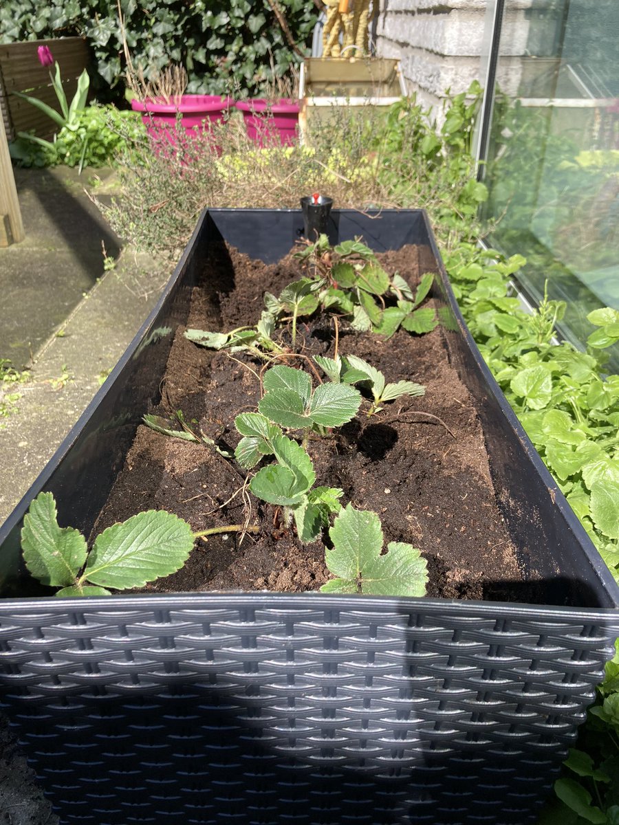 InBabyAttachMode tweet media