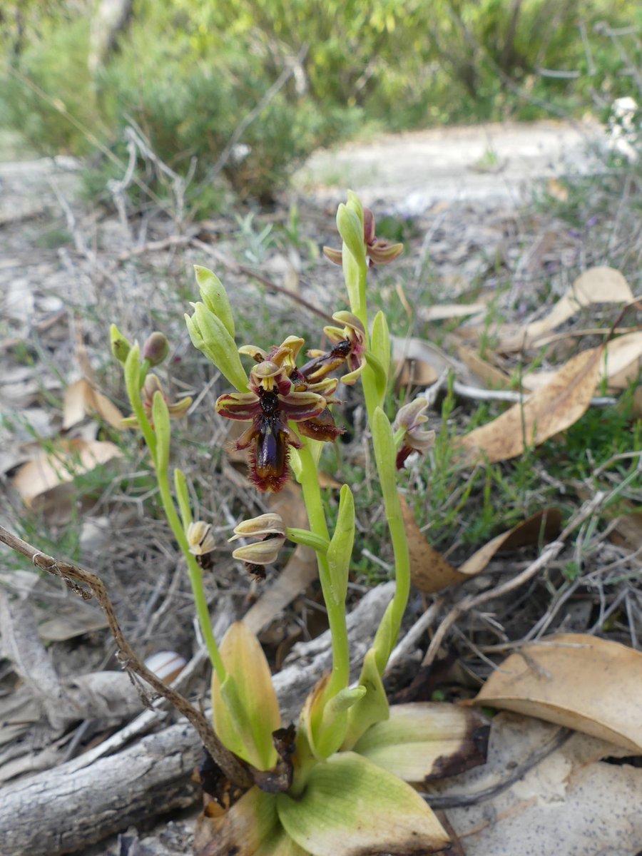 So let’s start on #Rhodes , my Latin is non existent and my identification skills are questionable . But one Orchid I was very keen to see Ophrys speculum subsp.Regis-Ferdinandii ,good numbers at Kolymbia this am , thanks @Matt_Greenwings for showcasing such beautiful island