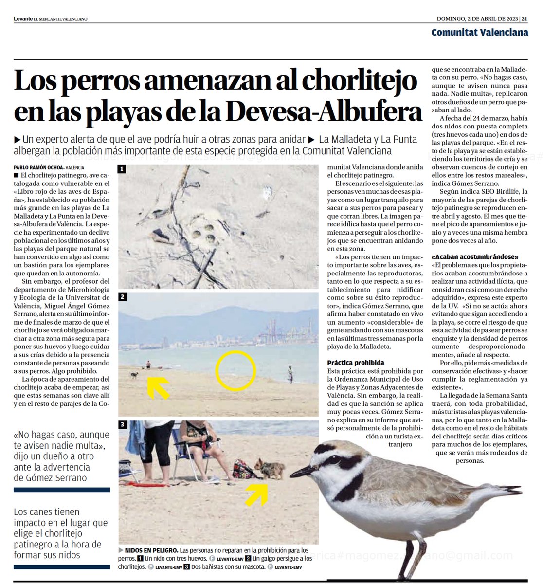 Aves amenazadas y paseo de perros en playas no autorizadas en la presa de hoy <a href="/levante_emv/">Levante-EMV</a> 
L'#Albufera de València necesita más implicación por parte del <a href="/AjuntamentVLC/">Ajuntament València</a>  para vigilar y sancionar estas infracciones con su <a href="/policialocalvlc/">PoliciaLocalValència</a> 🙏 
🛑🐕🏖️ ow.ly/NGQ150BpSvF