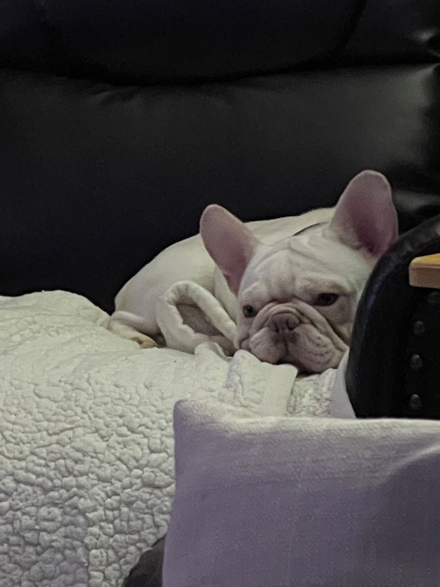 Rocky is already having a lazy Sunday 🤣