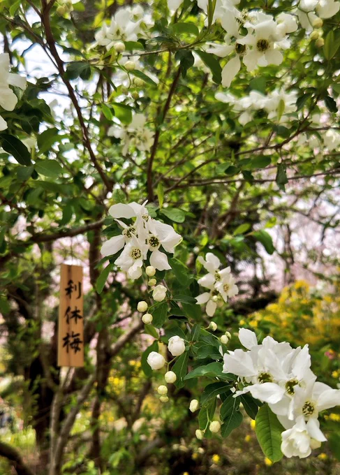 原谷苑その③花個別写真続き 