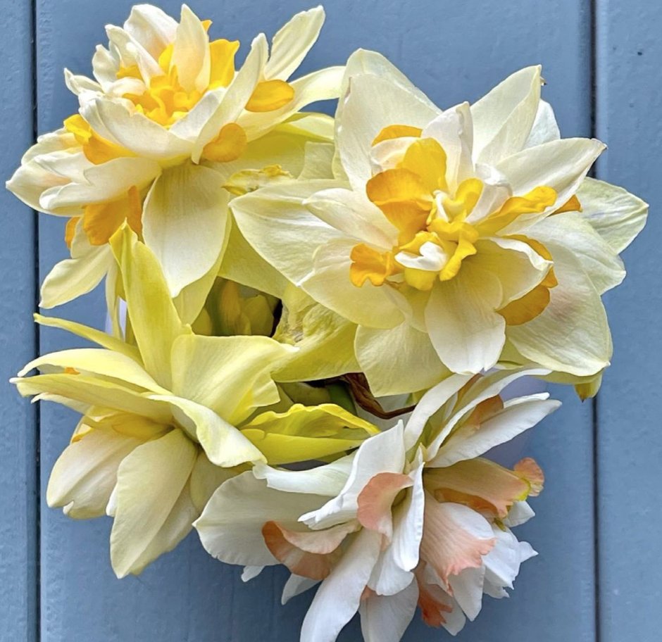 P. Allen Smith tweet media