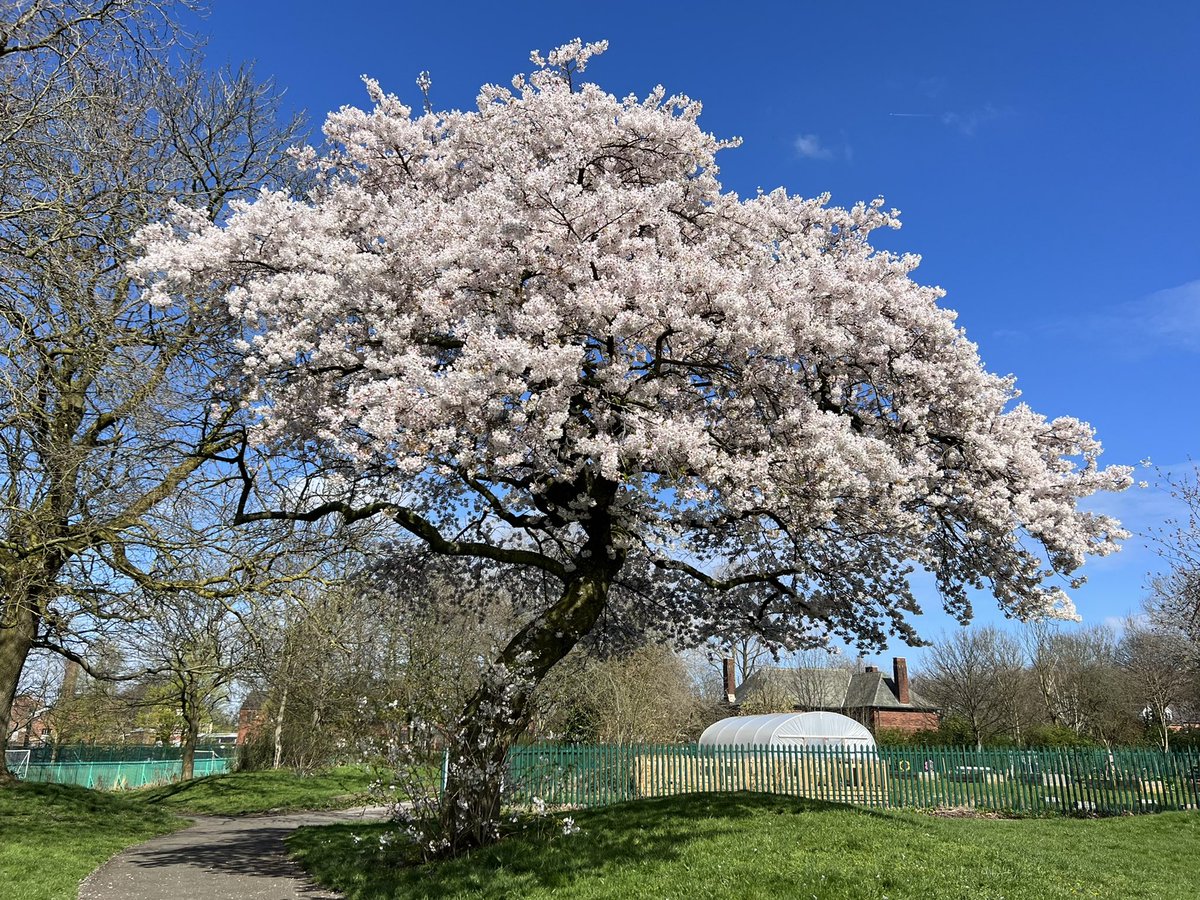 ChapelStPark's tweet photo. Beautiful day to enjoy the cherry blossom in Chapel Street Park! 

And we’re also shifting compost to get our growing beds ready in the community garden - pop by before 3pm if you can help 🙏🌸

#Levenshulme https://t.co/y7HaVOInD5